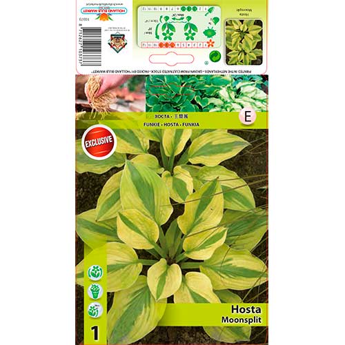 Hosta (Funkia) Moonsplit interface.image 1 interface.art 76622