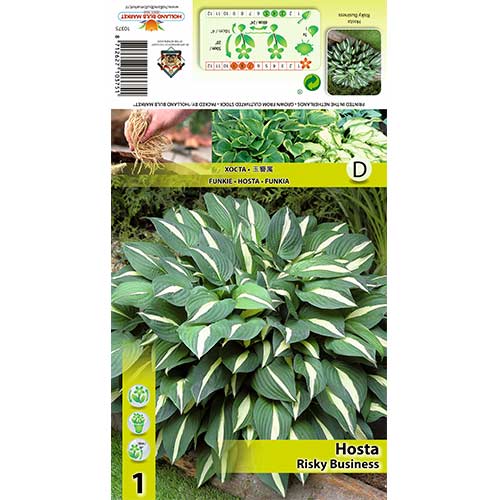 Hosta (Funkia) Risky Business interface.image 1 interface.art 70418