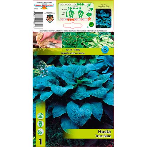 Hosta (Funkia) True Blue interface.image 1 interface.art 76279