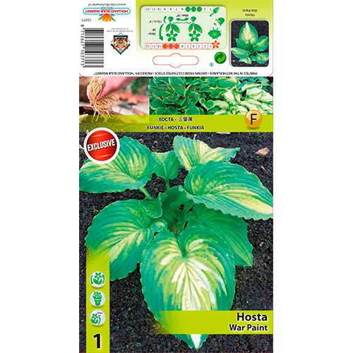 Hosta (Funkia) War Paint interface.image 1 interface.art 76620