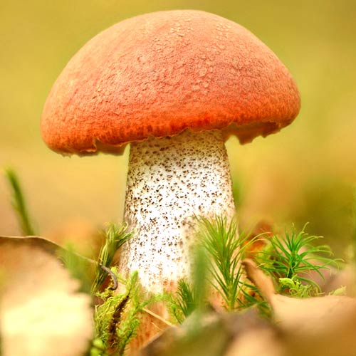 Hribă de plop imagine 2 articol 9740