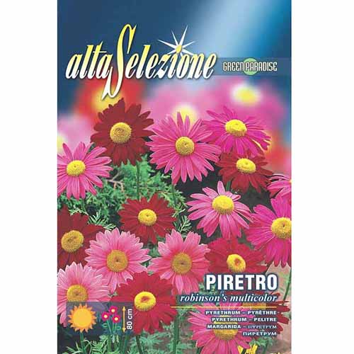 Хризантема розова Robinson's, смес от цветове изображение 1 артикул 96366