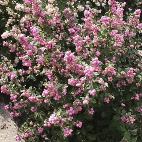 Hurmuz Amethyst, C2 imagine 1 articol 8583