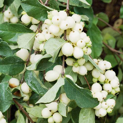 Hurmuz White Hedge imagine 1 articol 4484