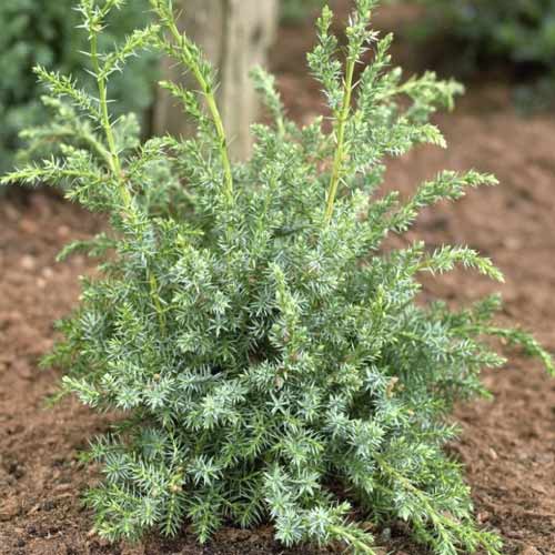 Хвойна Blue Alps, C2 изображение 1 артикул 7745