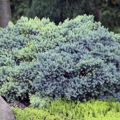 Хвойна Blue Star, C2 изображение 1 артикул 7744