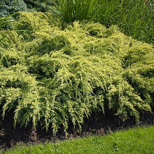 Хвойна Dream Joy изображение 1 артикул 4967