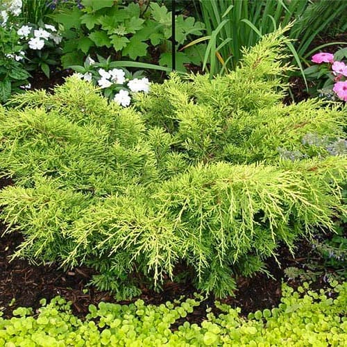 Хвойна Gold Tip изображение 1 артикул 4968