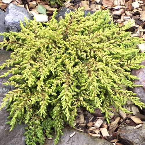 Хвойна Goldschatz, С3 изображение 1 артикул 7736