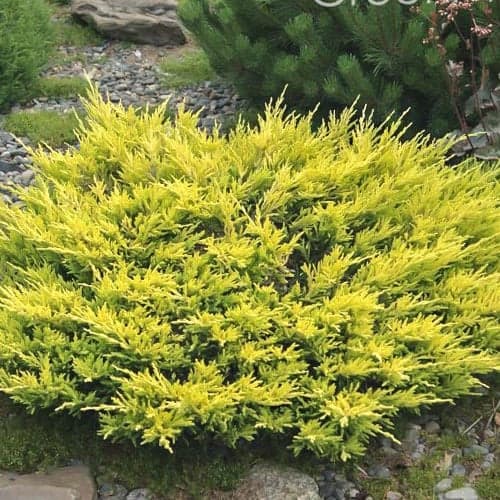 Хвойна Limeglow изображение 1 артикул 9458