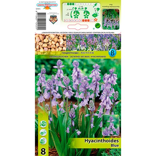 Clopoțel spaniol Blue imagine 1 articol 67367