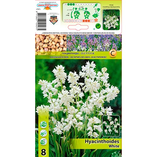 Clopoțel spaniol White imagine 1 articol 67370