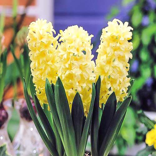 Zambile Gipsy Princess imagine 1 articol 67364