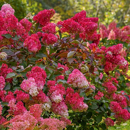 Hydrangea panic. Petite Flori, С2 изображение 1 артикул 7781