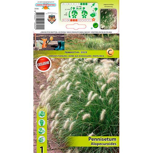 Iarbă chinezească (Pennisetum) Alopecuroides imagine 1 articol 76345