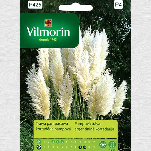 Iarba de pampas alba (Vilmorin) imagine 1 articol 69773