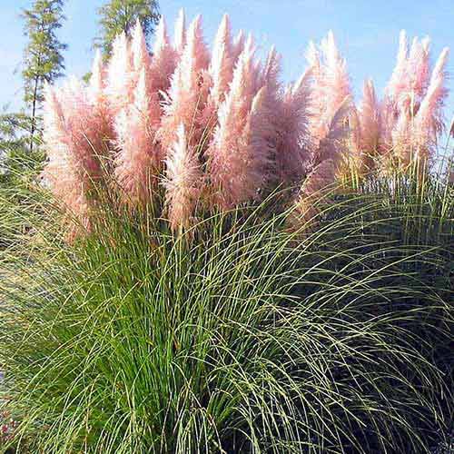 Iarbă de pampas (Cortaderia Selloana) Pink imagine 1 articol 76651