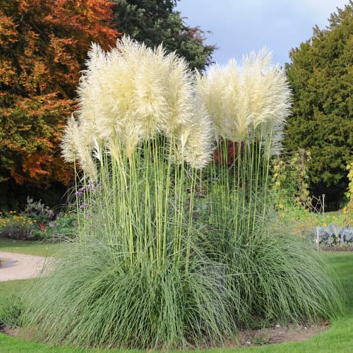 Iarbă de pampas White Feather, С2 imagine 1 articol 4753