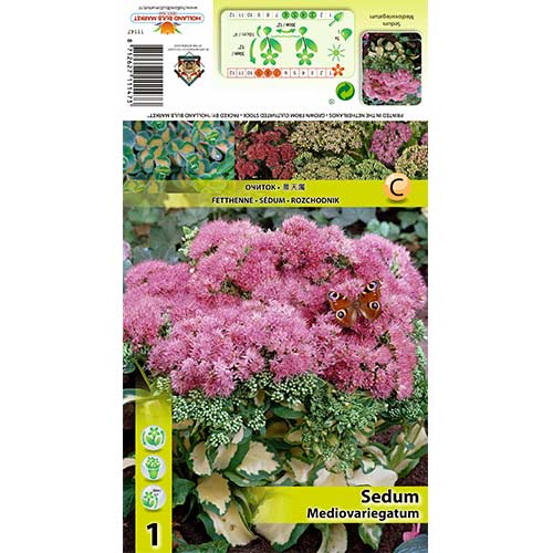 Iarbă grasă (Sedum) Mediovariegatum imagine 1 articol 70486
