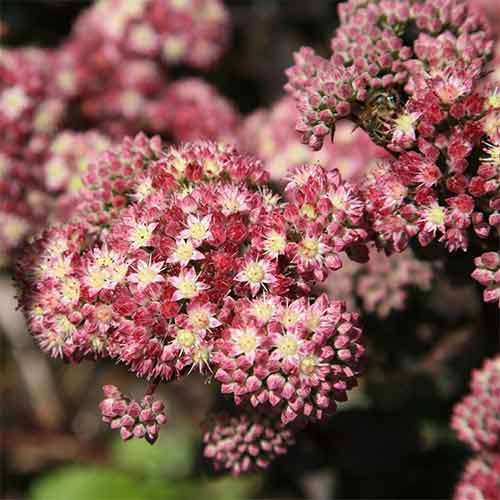Iarbă grasă (Sedum) Strawberries and Cream imagine 1 articol 01411