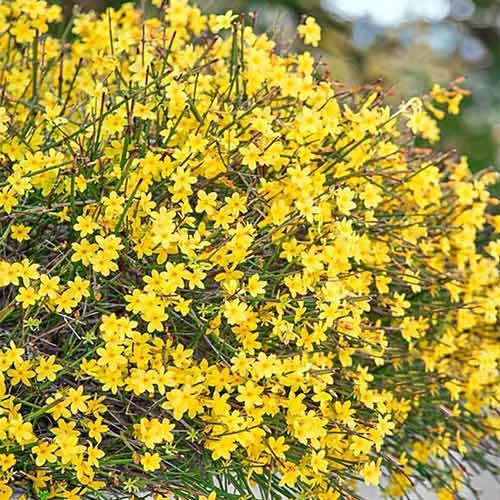 Iasomie de iarnă imagine 1 articol 3956