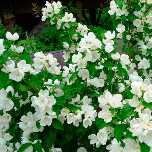 Iasomie Grandiflora imagine 2 articol 2527