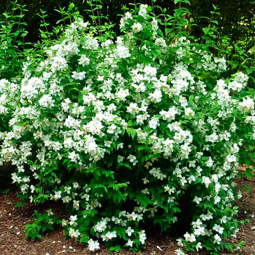 Iasomie Grandiflora imagine 3 articol 2527