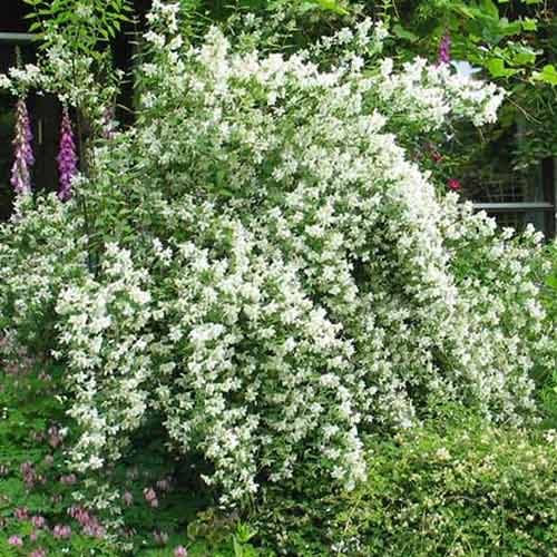 Iasomie Lemoinei imagine 1 articol 4786