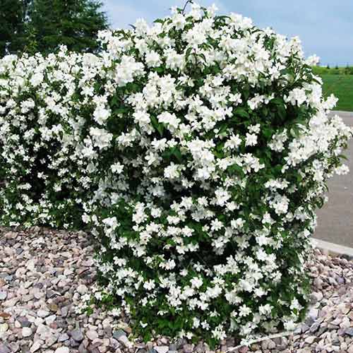 Iasomie Minnesota Snowflake imagine 1 articol 4466