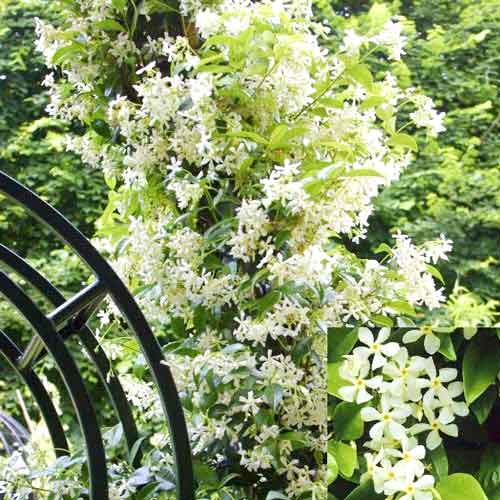 Iasomie stelată imagine 1 articol 2585