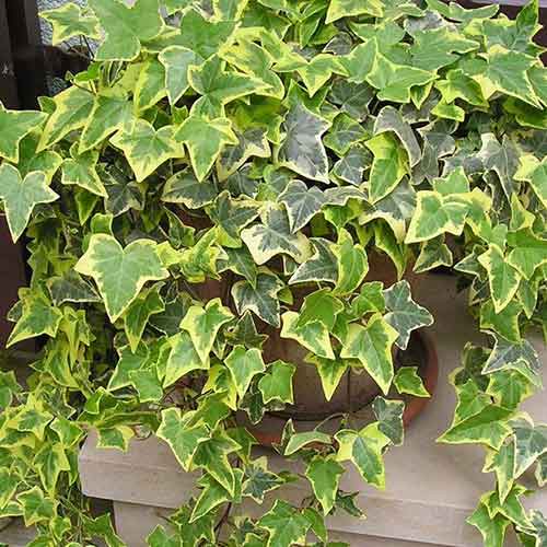 Iederă Ester imagine 1 articol 4777