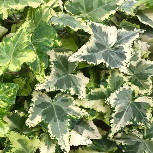 Iederă Kolibri imagine 1 articol 4781