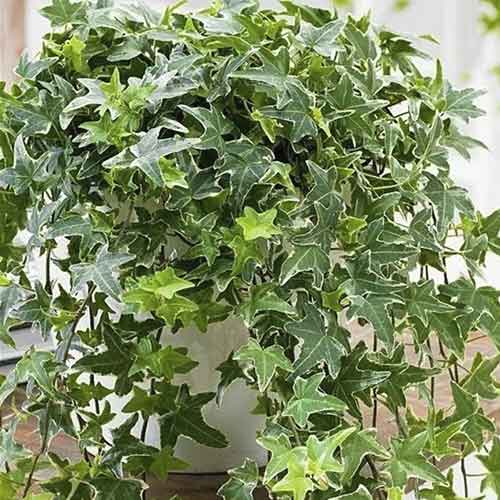 Iederă Mona Lisa imagine 1 articol 4782