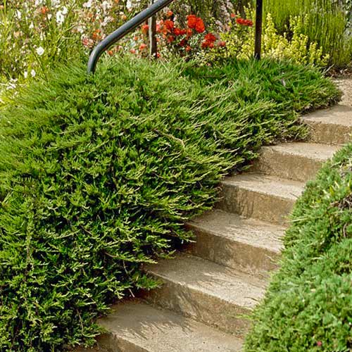 Ienupăr comun Repanda imagine 1 articol 9457