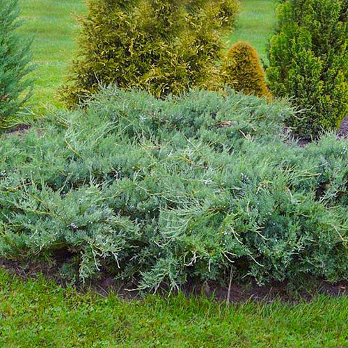 Ienupăr de Virginia Blue Cloud imagine 1 articol 9442