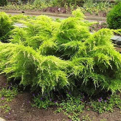 Ienupăr Gold Coast imagine 1 articol 4507