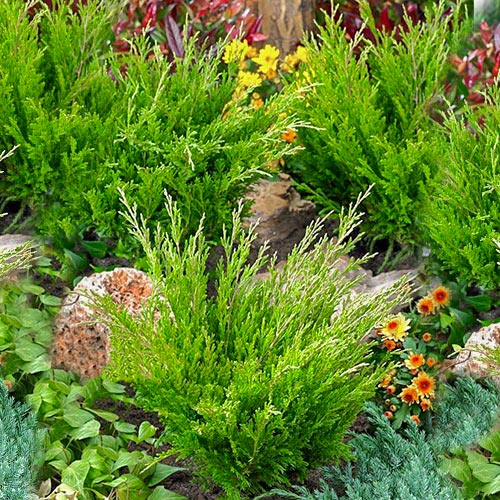 Ienupăr târâtor Andorra Compacta imagine 1 articol 9433