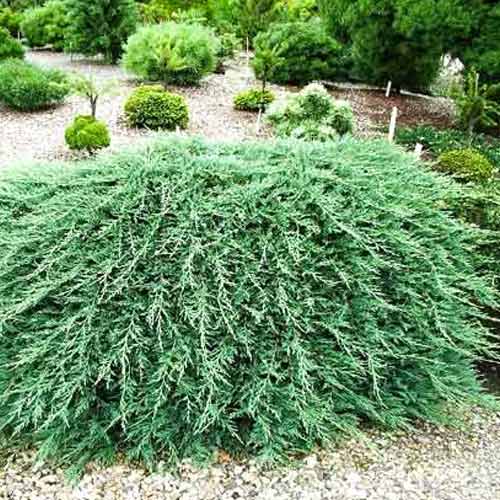 Ienupăr sabina Tam No Blight imagine 1 articol 9438