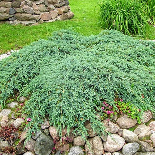 Ienupăr târâtor Blue Carpet, Р9 imagine 1 articol 9407