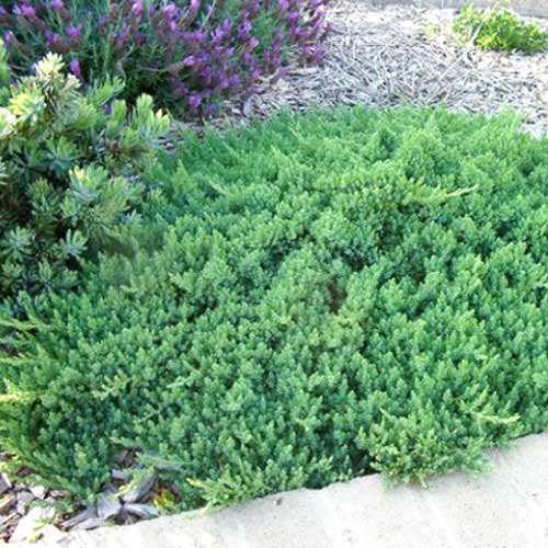 Ienupăr târâtor Blue Pacific imagine 1 articol 9431