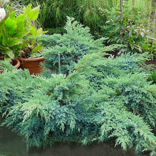 Ienupăr târâtor Blue Swede imagine 1 articol 9460