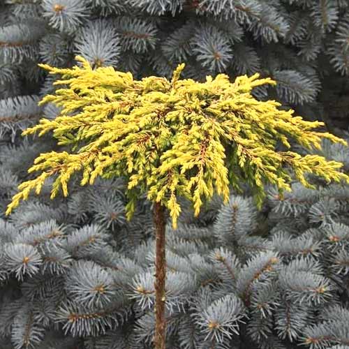 Ienupăr târâtor Goldschatz, C3 imagine 1 articol 7736