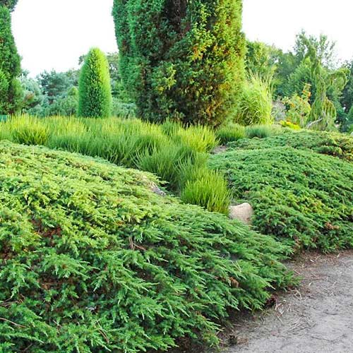 Ienupăr târâtor Green Carpet imagine 1 articol 9430