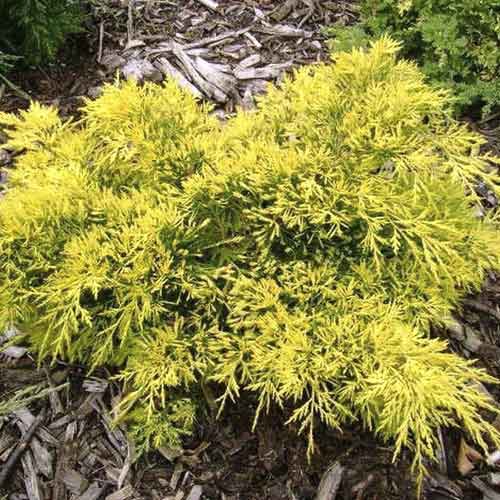 Ienupăr târâtor King of Spring, C3 imagine 1 articol 7742