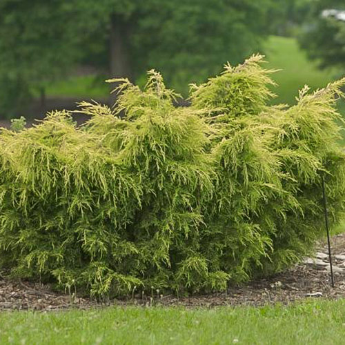 Ienupăr târâtor Kuriwao Gold imagine 1 articol 9428