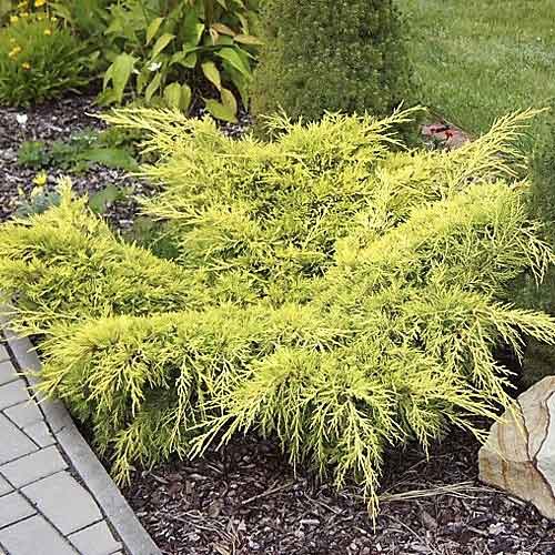 Ienupăr târâtor Old Gold, C3 imagine 1 articol 7741