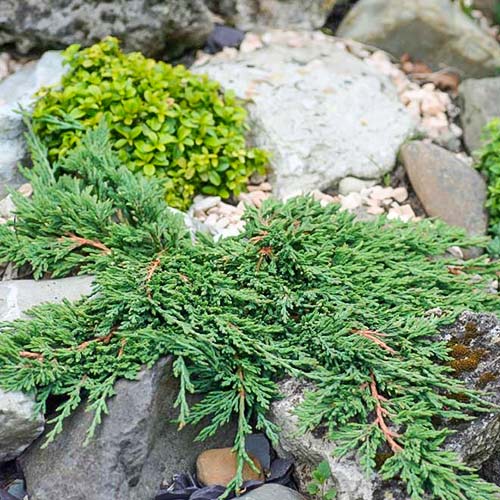 Ienupăr târâtor Pancake imagine 1 articol 9459