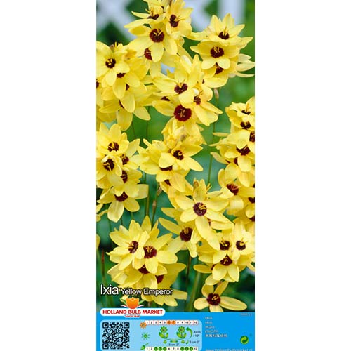 Iksja Yellow Emperor interface.image 1 interface.art 76298