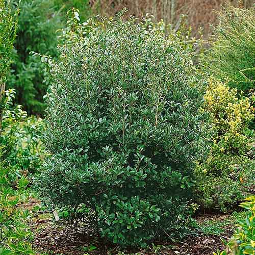 Ilex fals Purpureus imagine 1 articol 3964