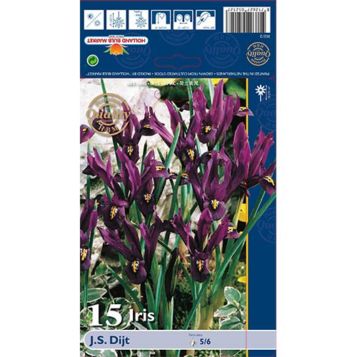 Ирис J.S. Dijt изображение 1 артикул 70225